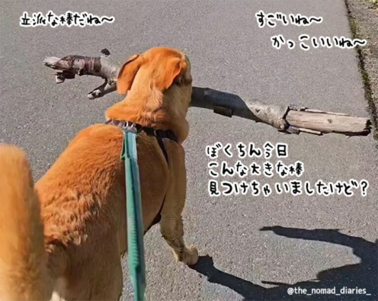 散歩のたびに棒を拾って誇らしげに口にくわえ、通行人の称賛を浴びるのが好きな犬
