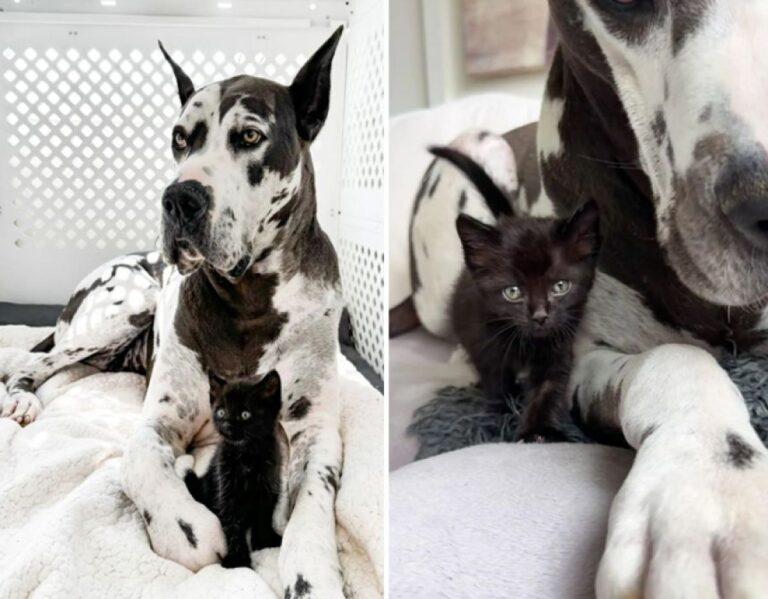 動物に興味がなかったグレートデーンだが、孤児の子猫は特別。ビッグマザーに大変身