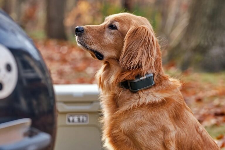 リードにつながなくても犬を導ける。世界初のバーチャルリードが誕生