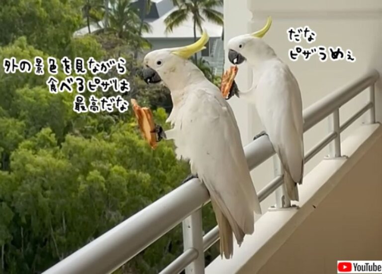 「やっぱ自然はいいねぇ」景色を眺めながら優雅にパクったピザを食べるオウムのキバタン