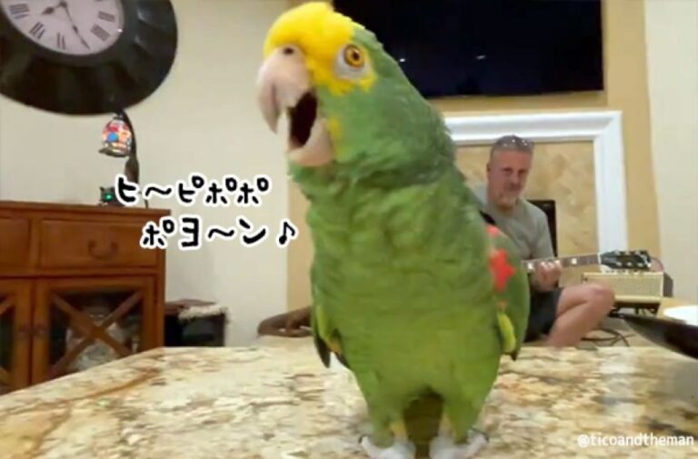 天賦の才！絶対音感を持ち七色の声でギターに合わせて熱唱するボウシインコ（要音声）