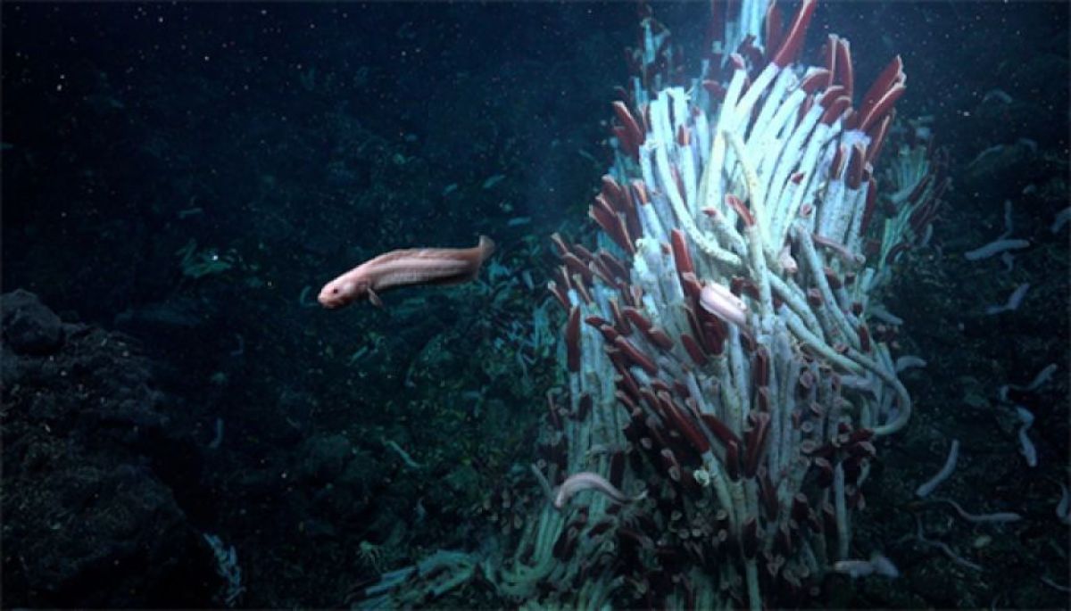 深海の底のさらにその下の空洞に生息する生物を発見。地球外生命の手がかりに