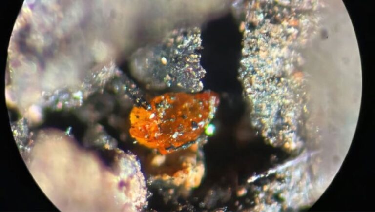 南極で初めて琥珀が発見され、白亜紀の自然の生態系を知る手掛かりに