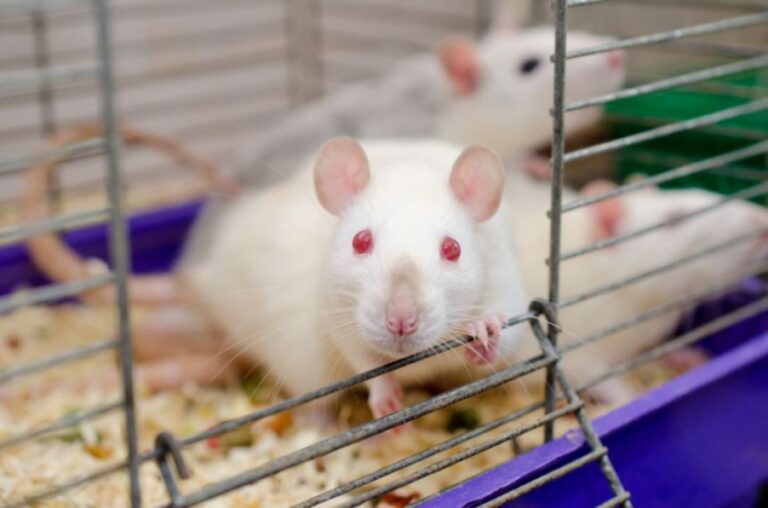 単細胞生物の遺伝子を利用しマウスを誕生させることに成功
