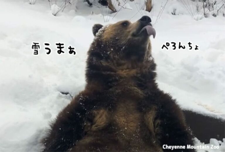 ハチミツとどっちがおいしい？舌を出して雪を食べようとするクマかわよ