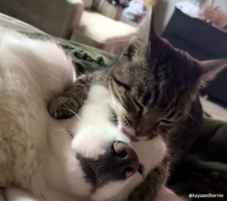 メラトニン放出タイム。サモエド犬と猫のラブが止まらない