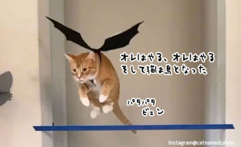 これが第二形態なのか？翼を得た猫がハイジャンプをする姿がまるで鳥のよう