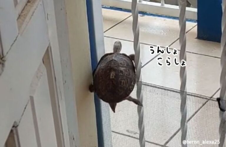 さすが亀、諦めない心でついに柵を乗り越えることに成功！