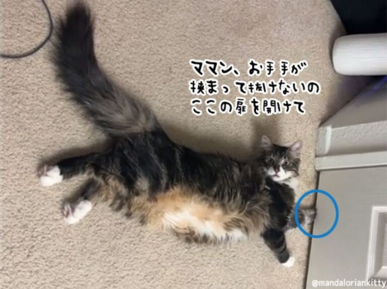 ドアを開けてほしい猫、手が挟まったふりをする名演技、だがママンはお見通し