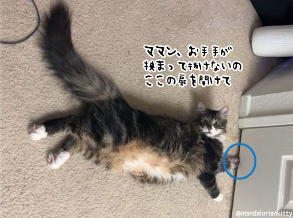 ドアを開けてほしい猫、手が挟まったふりをする名演技、だがママンはお見通し
