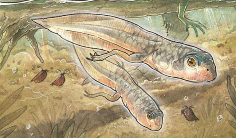 これまでで最も古いジュラ紀の巨大なオタマジャクシの化石が発見される