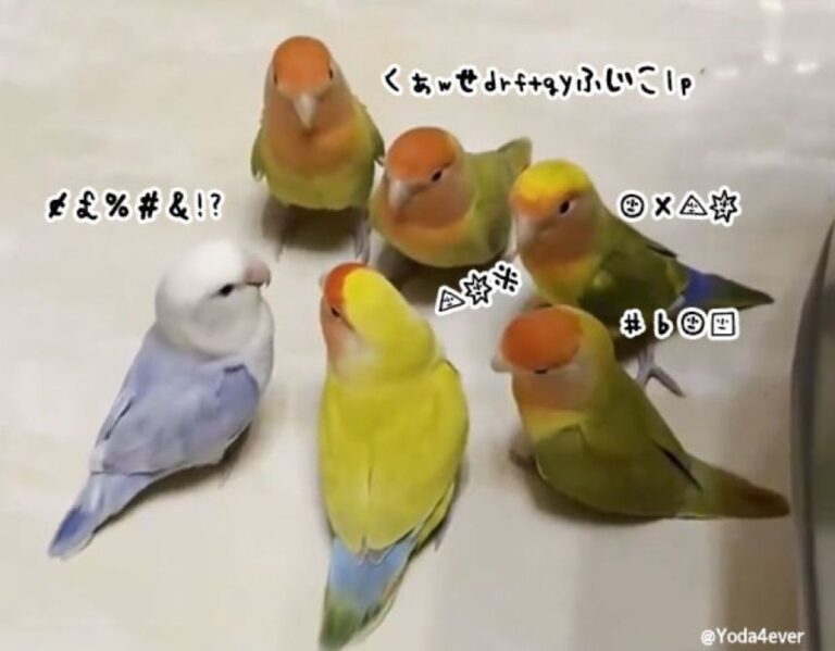 通訳急募！6羽のインコたちが会議中もめているようなんです！
