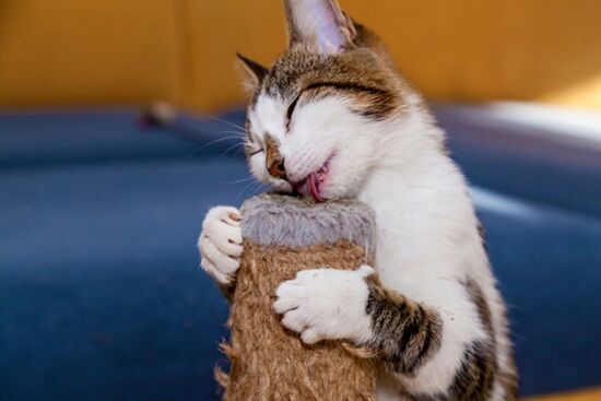 妹「マタタビの匂いつきハンドクリーム買った！猫ちゃん懐くかな😆✨」→姉「現実を教えてやるよ」→ヤバすぎる動画を投稿ｗｗｗｗｗｗ