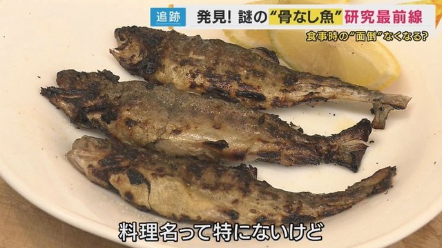 滋賀県立大学が「骨なし魚」を研究！！ 丸ごと食べれて最高の食材