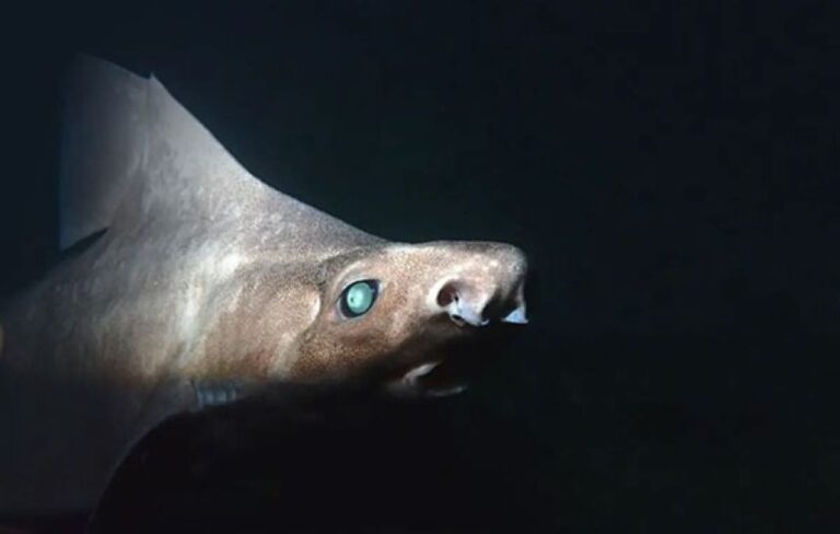 幽霊のように白かった。アルバニア沖で世界初となるオロシザメの白変種を捕獲