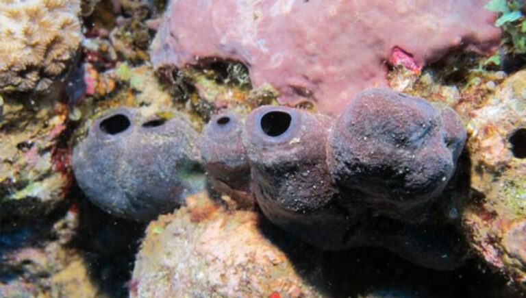 捕食者を追い払うため、体に致死量の有毒金属を蓄えている海綿動物