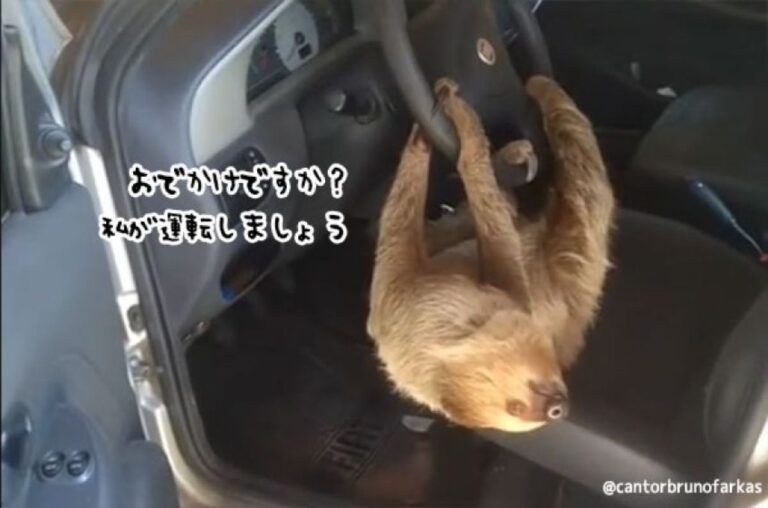 こんなことってある？車に乗ろうとしたらナマケモノがハンドルを握っていた件