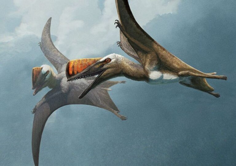 剣のような尾を持つこれまで未知の翼竜を発見、巨大化する過程も明らかに
