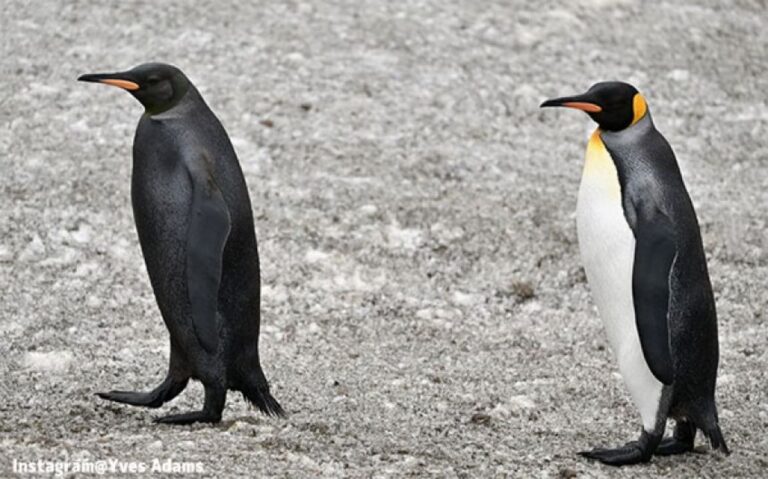 全身真っ黒のレアなペンギンがサウスジョージア島で発見される