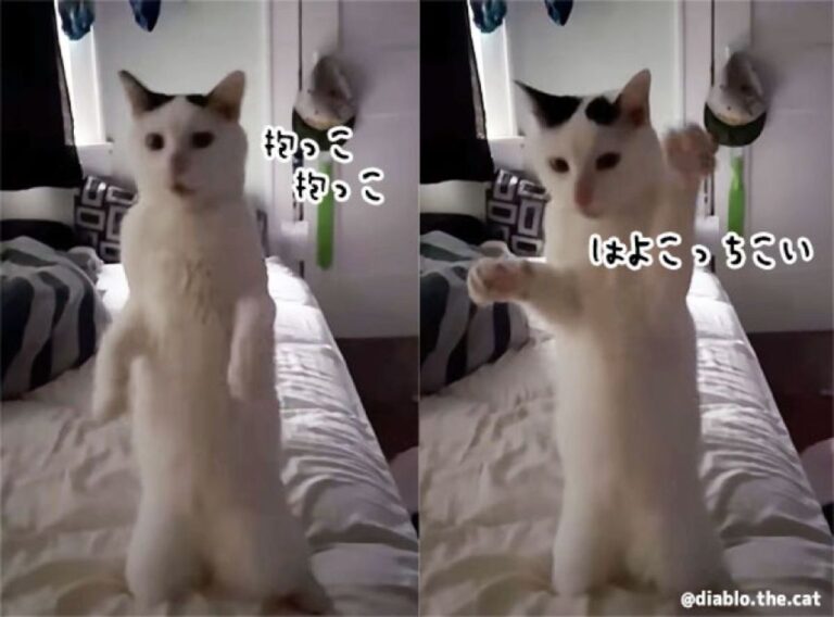 前世ニャに？膝立ちで怪しい動きをしながら飼い主に抱っこをねだる猫