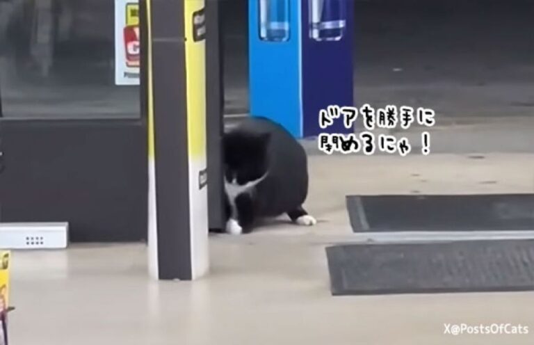 自動ドアの番猫。常に開けっ放しの状態を保つためにコントロールする