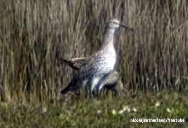 2024年11月に絶滅と認定された鳥、シロハラチュウシャクシギの貴重な映像