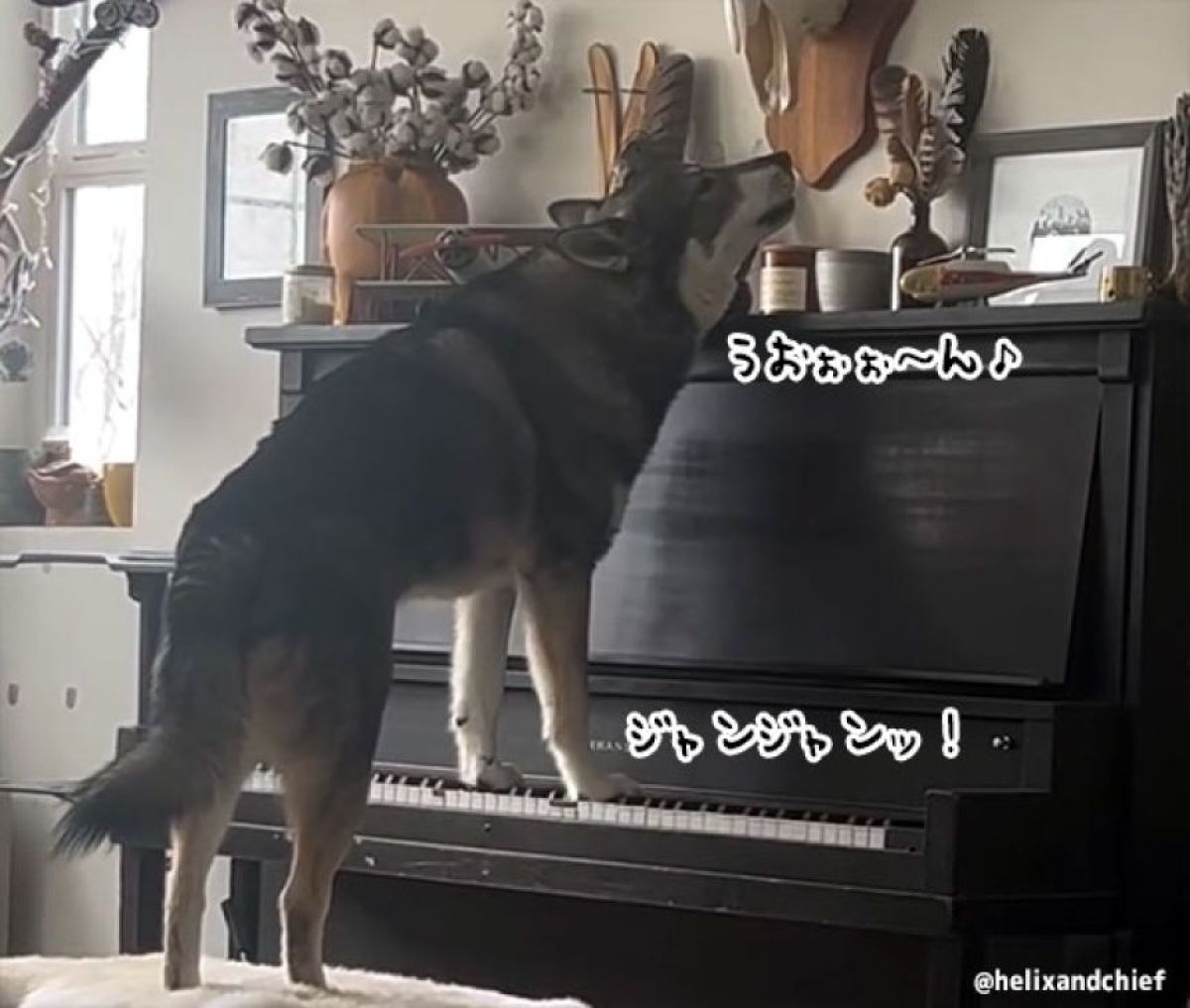 しばらくはハスキーのピアノの演奏と弾き語りをご堪能ください（要音声）
