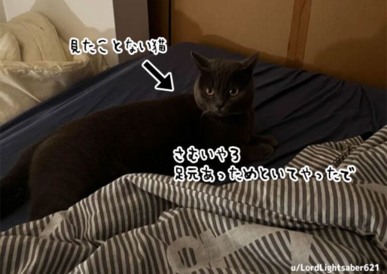 足元ぬくぬく。猫が温めてくれてるやん、って自分猫飼ってないんだけど？