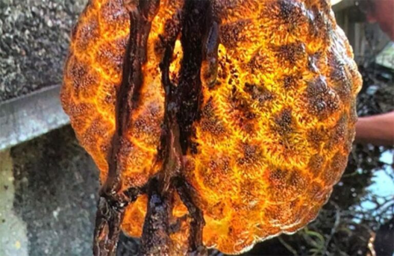 エイリアンの卵？オレンジ色のマグマのような袋状の巨大物体が発見される