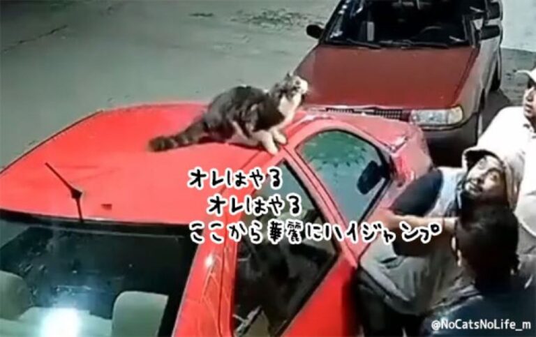 猫が下した天誅なのか？男性に襲い掛かる悲劇はこの後すぐ！