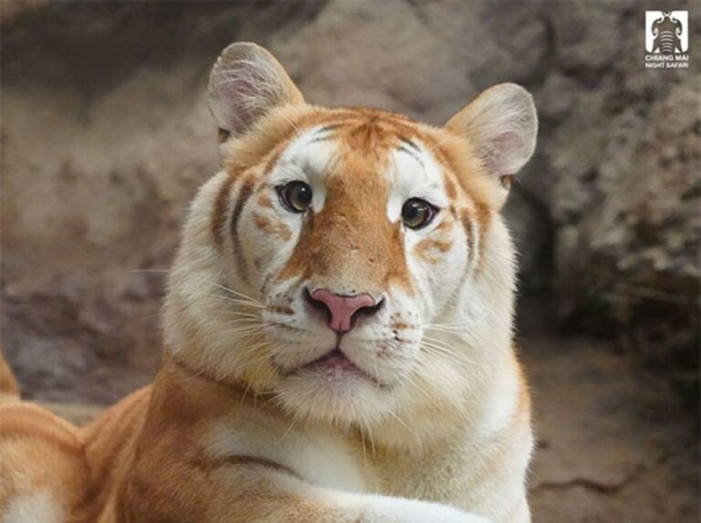 茶トラ猫が大きくなったやつ！珍しい毛色を持つタイの虎に世界中が熱い視線