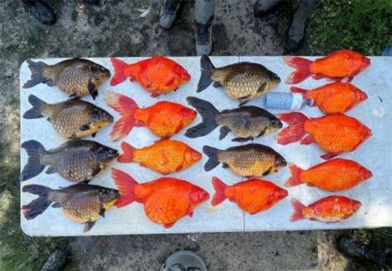 捨てるなら引き取ります！北米を脅かす外来種の金魚急増問題に動物園が動く