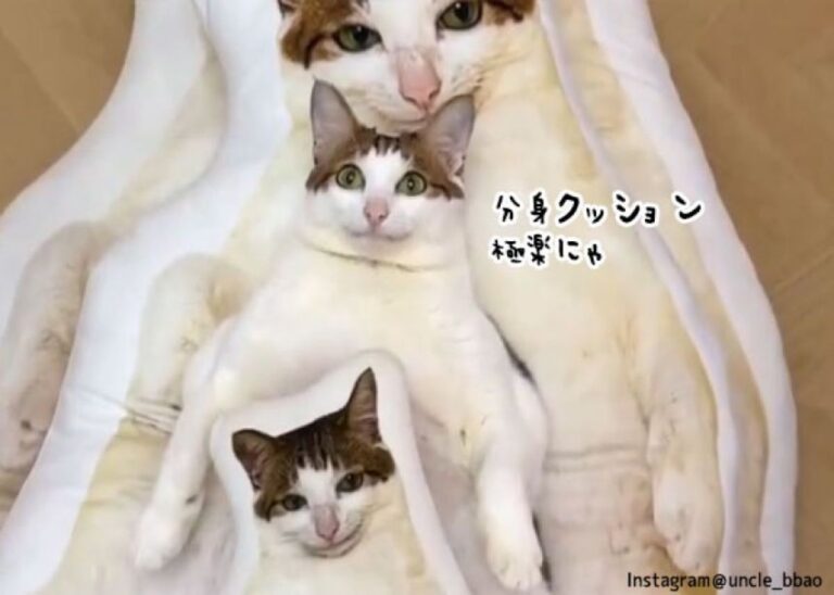 猫しか勝たん！自分そっくりのクッションに囲まれてごきげんな猫