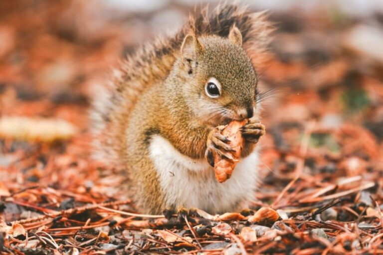 犯人はリス。車のエンジンルームの中に大量の松ぼっくりを隙間なく詰め込んでいた
