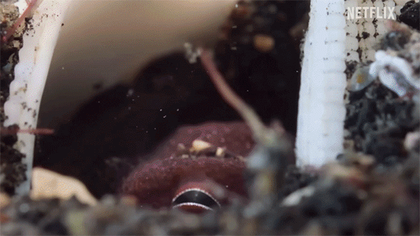 タコは凄腕のスナイパーだった！貝殻に身を隠し、漏斗から魚に石を発射する驚きの狙撃映像