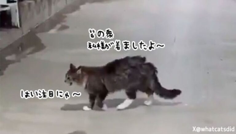 なんてったって猫だもの。アイドルの握手会さながらに牛たちと順番にスキンシップ