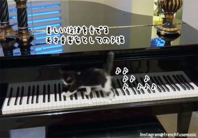 名曲爆誕！天才子猫が奏でるピアノのメロディーが美しすぎて驚愕（要音声）