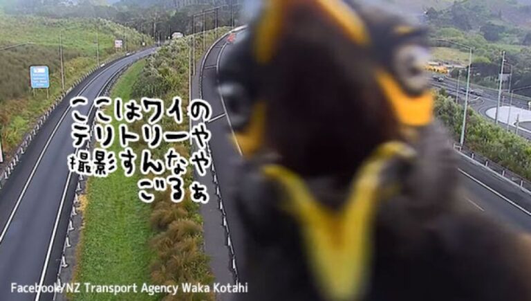 高速道路の監視カメラに敵意を燃やす鳥、カメラの目の前で抗議中