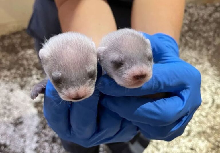 クロアシイタチのクローンの母親が3匹の赤ちゃんを出産、絶滅危惧種保全に新たな一歩