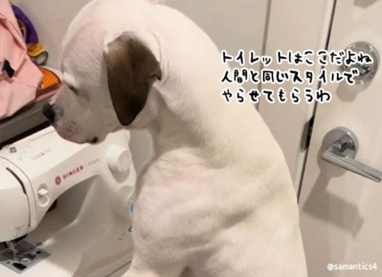 ボク男の子やし人間ってこうやし。犬が立ちション！しかも猫のトイレに！