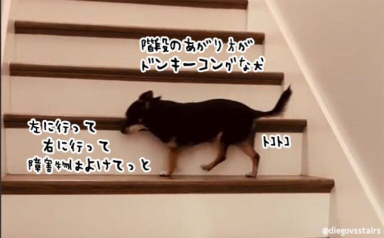 階段の上がり方がドンキーコングな犬