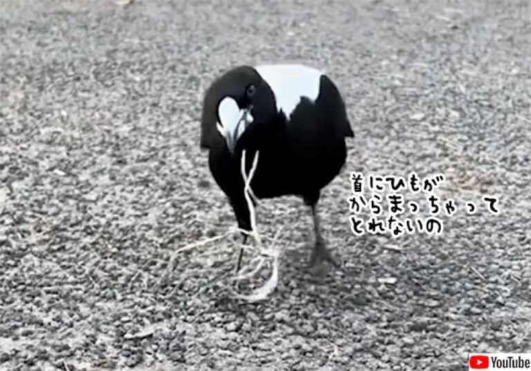 首に巻き付いた紐を取ってほしくて人間を頼った鳥、助けたところ、毎日遊びに来るように