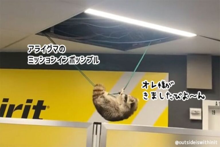 呼ばれて飛び出てって呼んでない？アライグマが空港の天井からびよ～ん