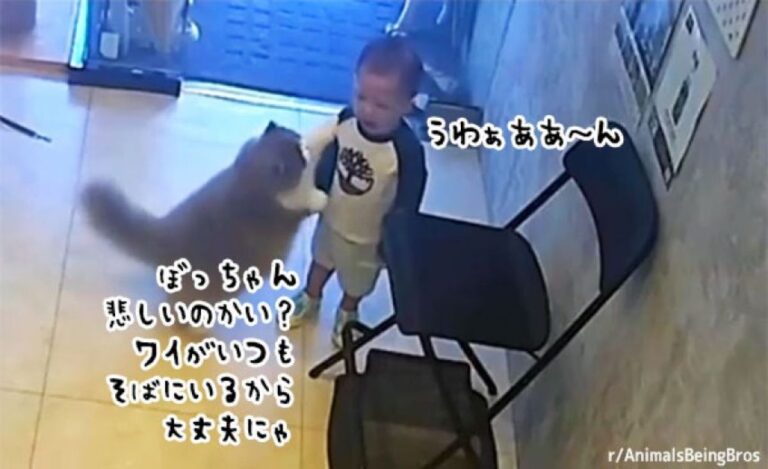 「わいはいつもそばにいるよ」泣いている子供を慰めようとする猫のやさしさにうるっ