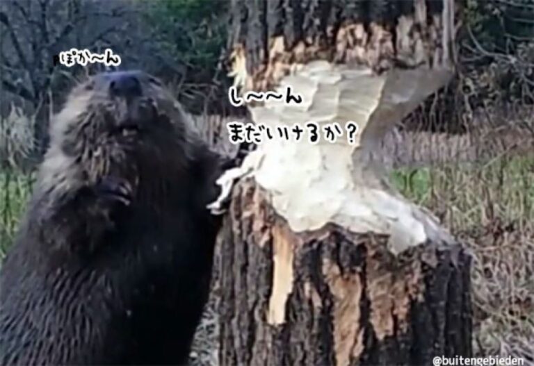 木をかじっている途中で一時停止するビーバーかわよ。倒れるかどうか確認かわよ