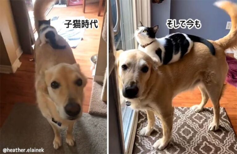 ここが私のアナザースカイ。小さなころから犬の背中が特別な場所となっている猫