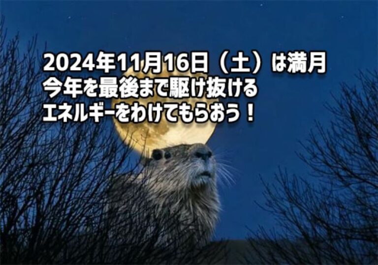 2024年11月16日は満月！まだまだ月は大きく見えるぞ！