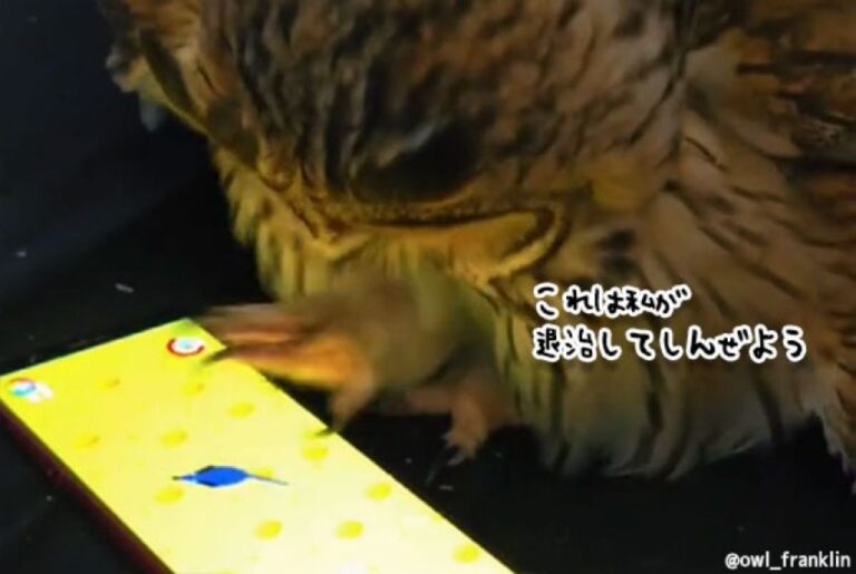 オレ、コイツ、ツカマエル。スマホゲームでネズミを追いかけるのに夢中のフクロウ