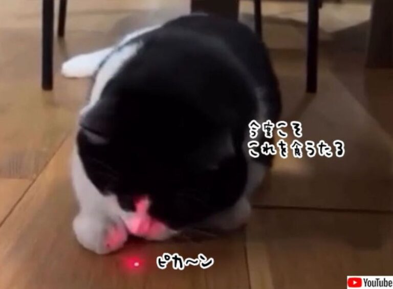 ついにやりおった！猫、レーザーポインターの光を食べることに成功、したのか？