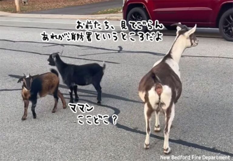 母ヤギと子ヤギ2匹が消防署付近に出没。なぜか犬1匹も同行していた
